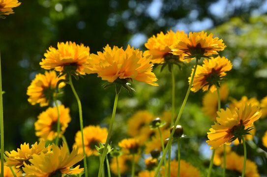 金鸡菊