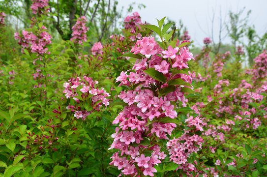 锦带花