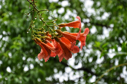 雨中凌霄花