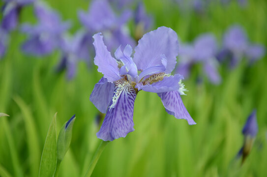 马兰花