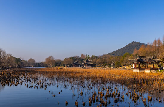 杭州湘湖荷花池景点