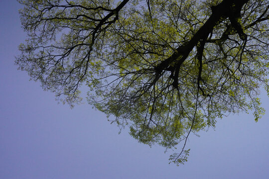 槐树春天香樟树绿叶怡园