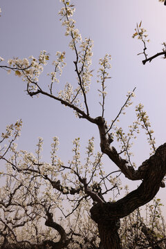 莱阳梨花盛开