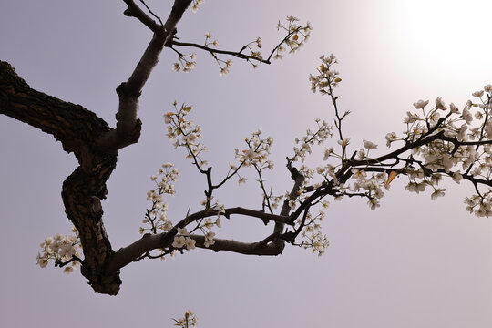 逆光的莱阳梨树枝