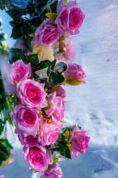 冰中盛开的玫瑰花