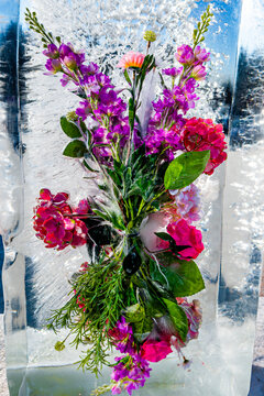 冰中盛开的紫罗兰与玫瑰花