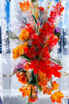 冰中盛开的红叶与绣球花