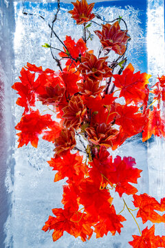 冰中盛开的红叶与菊花