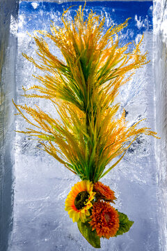 冰中盛开的向日葵与菊花
