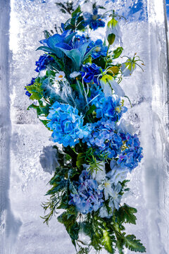 冰中盛开的兰花与绣球花