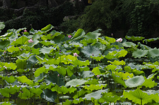 池塘荷花荷叶夏天自然景观