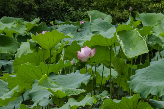 池塘荷花荷叶夏天自然景观