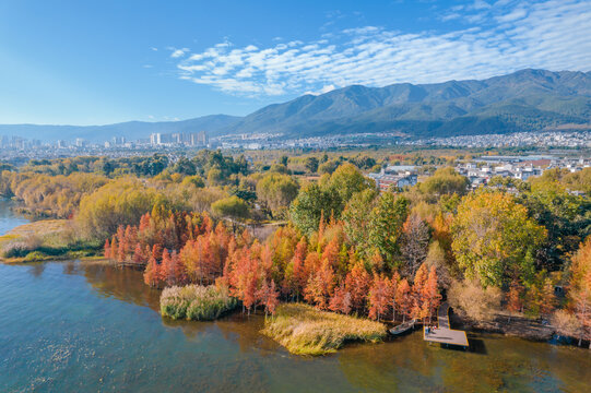 洱海水生红杉林