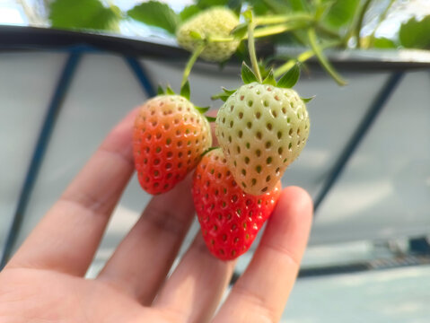 春日草莓素材