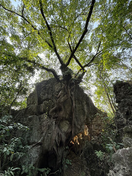 黄果树大瀑布景区美女榕