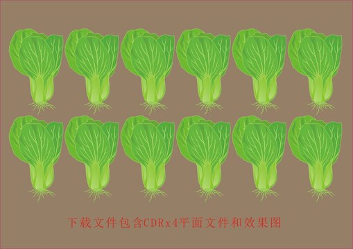 矢量菜心蔬菜上海青植物