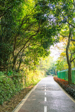 竹林小路绿道风光