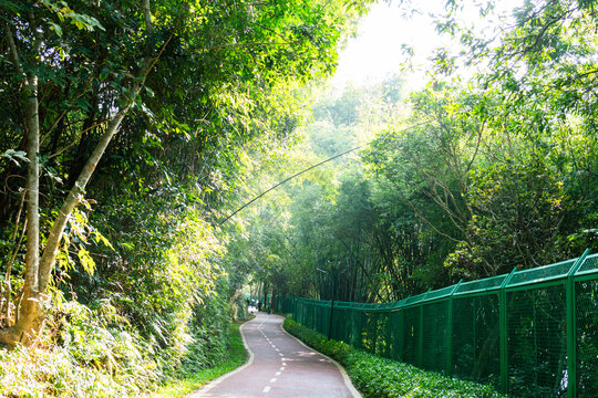 绿色自然竹林小路