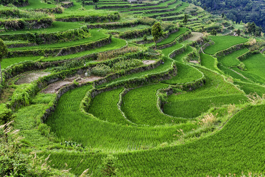 浙南永嘉山区茗岙梯田风光