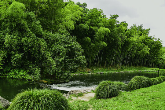 竹海翠竹林