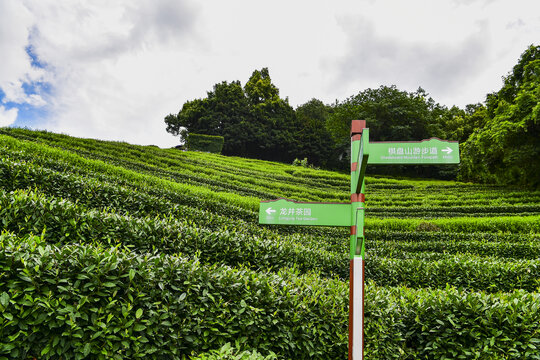 杭州西湖龙井茶园茶树