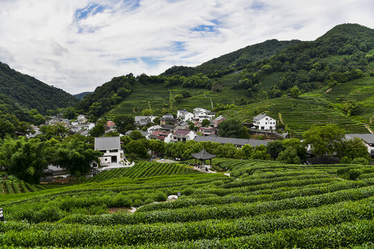 杭州西湖龙井茶园茶树