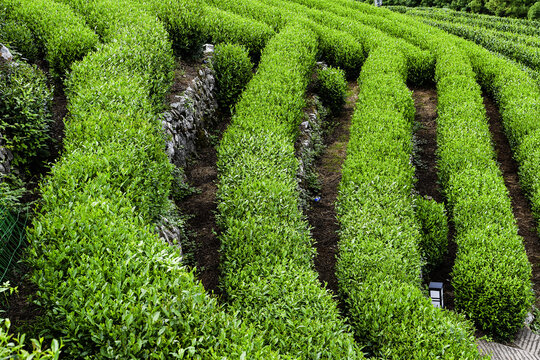 杭州西湖龙井茶园茶树