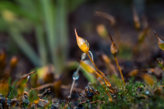 苔藓植物特写