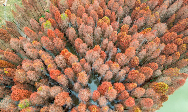 航拍落羽杉树林的秋天景色