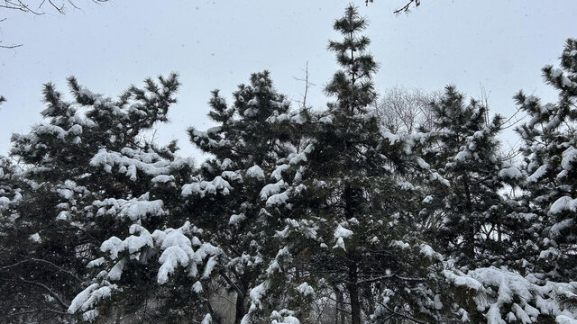 雪景