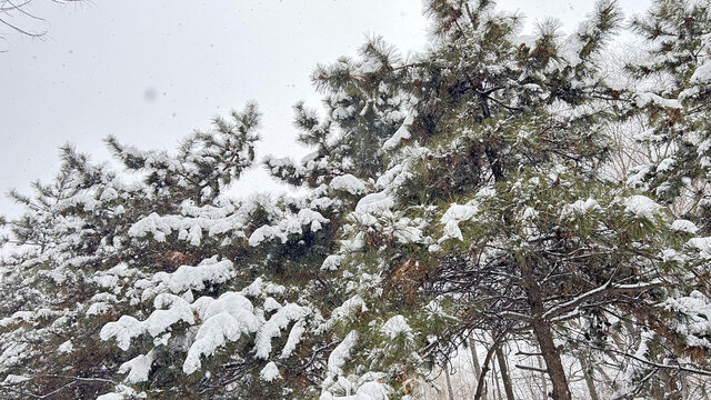 雪景