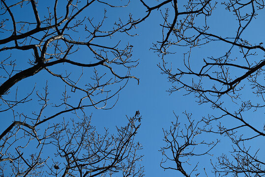 树顶蓝天