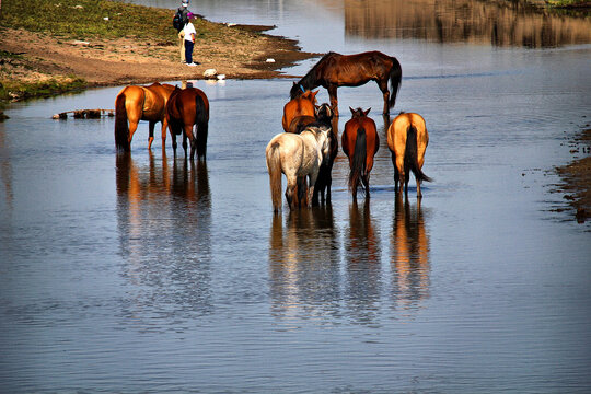 河边饮水的马