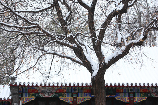 雪景