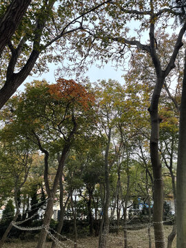 树林