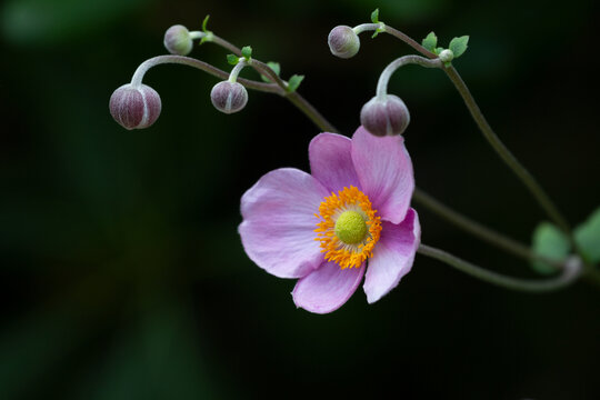 一朵盛开的打破碗花花