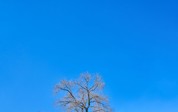 蓝天树枝