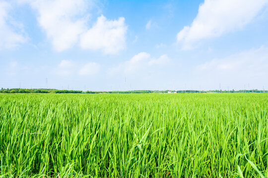 夏天绿色稻田