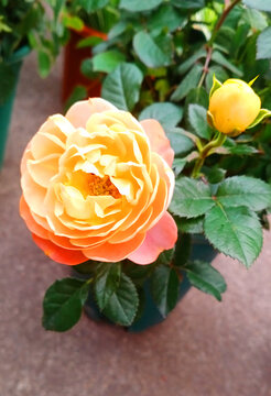 月季花