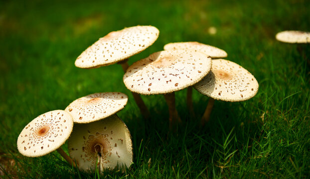 蘑菇真菌