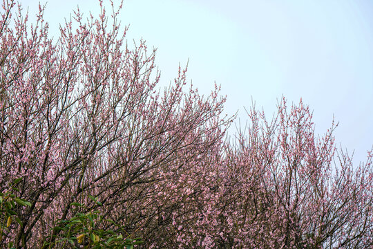 广州萝岗香雪公园梅花盛开