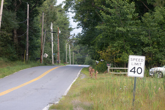 公路边的鹿