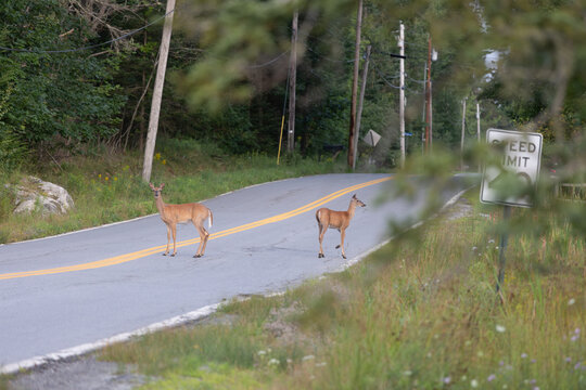 横穿公路的鹿