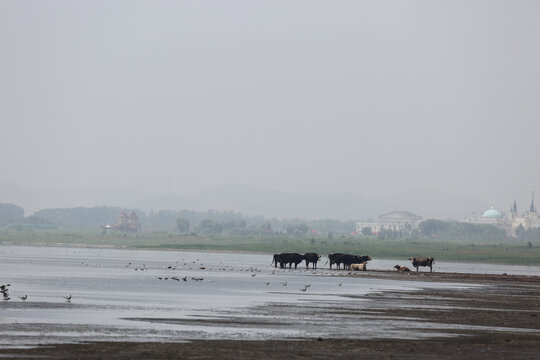 岱海