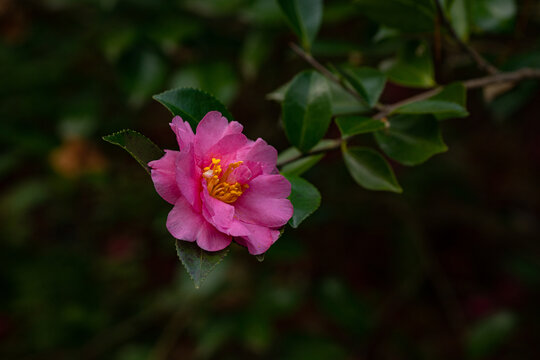 山茶花