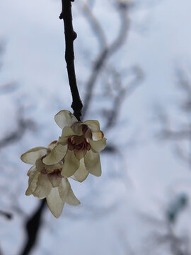 逆光蜡梅花