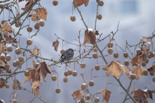 下雪天站在树枝上的灰椋鸟