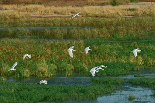 淇河湿地飞来一群白琵鹭