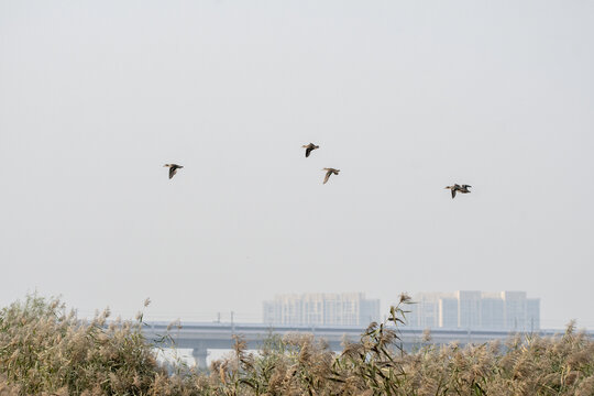 几只野鸭飞过湿地上空