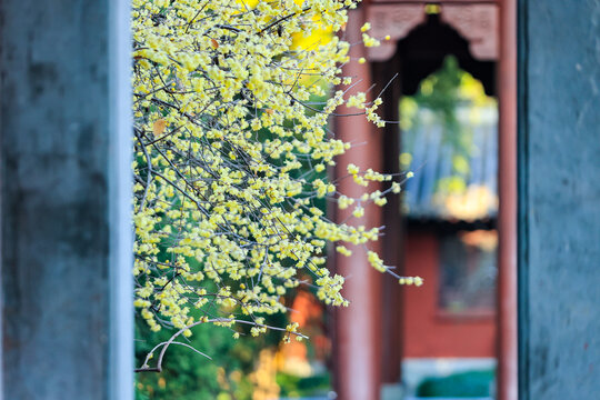 杭州西湖钱王祠梅花与古建筑